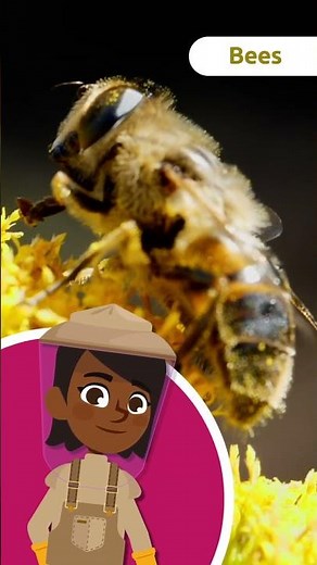 Discover the World of BEES 🐝