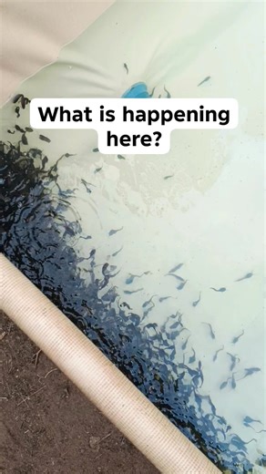 Why do catfish do this during the day and not in the night? Let me know the professional farmers in the house. #viralvideoシ #viralreelsfacebook #fblifestyle #viralpost2025 #viralpost2025シ #tilapia #fishfarmingtips #fishfarming #catfish #aquaculture | Veejosh Integrated Farms Limited
