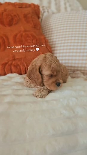 Cherry is ✨️AVAILABLE ✨️ multigenerational cockapoo 20lbs fully grown Dessiesdoodles.com 765-698-8887 #PuppyLove #DoodleLife #FleeceCoatDoodle #TherapyDogs #PuppyGram | Dessie's Doodles