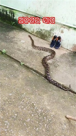 ଅଜଗର ସାପ Rescue indian rock Python snake from Boys hostel #watchoutforsnakes #wildliferescue #python