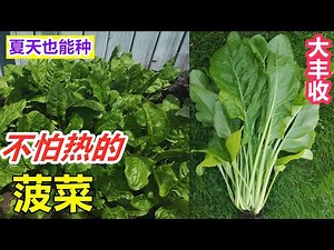 不会开花的【常青菠菜】, 大热天想种绿叶菜 就靠它了 夏天种什么 Growing perpetual spinach from seeds to harvest