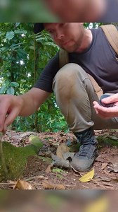 45K views · 391 reactions | Bullet Ant Sting #2! #wildlife #bravewilderness #nature #bulletant | Brave Wilderness | Facebook