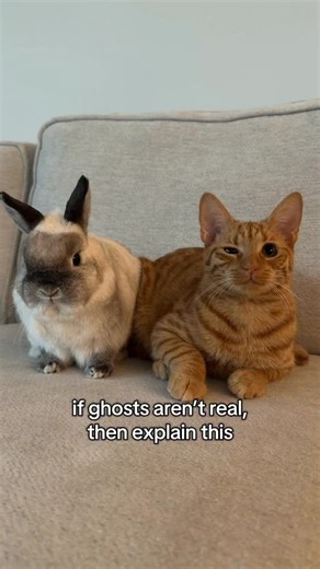 That’s suspicious #ghost #petsofinstagram #catsandbunnies #ghosttrend #cuteanimals | The Lexi Bunch