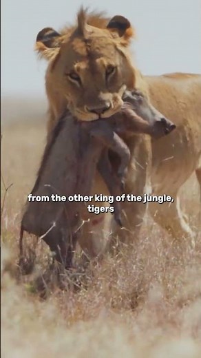 Apex Predators: Tigers