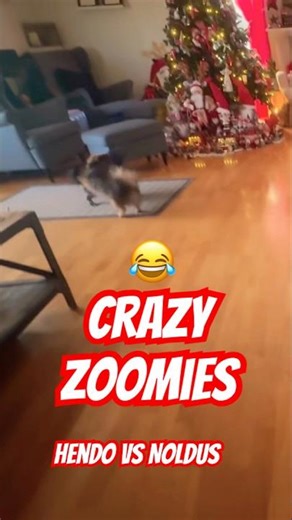 Hendo and Noldus going nuts in-front of the Christmas tree #shorts