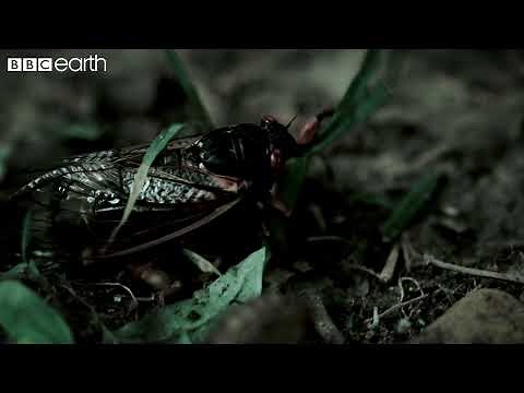This Fungus Turns Insects Into Zombies | Natural Born Killers | BBC Earth