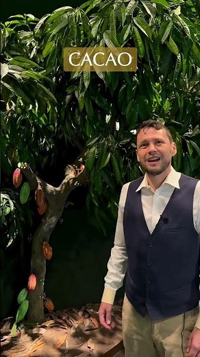 🌱🍫 Another Amazing Fact About the Cacao Tree ✨