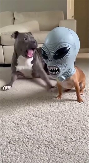 Big Dog Wakes Up to an ALIEN… and Completely Loses It 😂👽