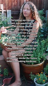 Today I'm harvesting my wild lettuce, also commonly known as opium lettuce, or poor man's lettuce, to make a medicinal tincture. I will have the tincture making video up soon. I've had a lot of comments regarding this plant, no it's not an opiate, it was reffered to as opium lettuce is the 1800s because it was used in place of opium because it's a potent pain reliver and sedative. The true species of opium lettuce is lactuca virosa, I have lactuca serriola. The serriola and canadensis can be use