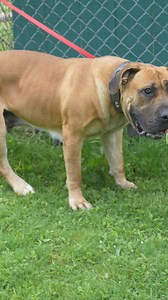 36K views · 260 reactions | Boerboel Reacts to Weird Sounds | Head...