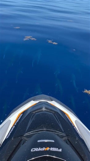 The spring time tarpon grind is fast-approaching 🎣 Check out this epic 🎥 from Emmanuel Williams of following a big school of silver kings 🐟 making their migration through open water 🌊🤯 #Tarpon #Migration #Offshore #Ocean #SaltwaterFishing #PENNFishing #LetTheBattleBegin | PENN Fishing