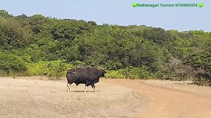 💚 Radhanagari Tourism 🌳 | Radhanagari Nature & Wild Tourism