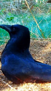 Smart crow #facts | Galaxyverse E