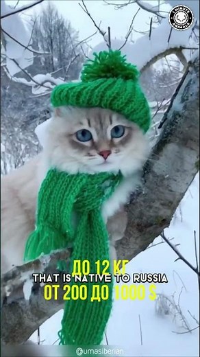 5 САМЫХ БОЛЬШИХ ДОМАШНИХ КОШЕК #shorts