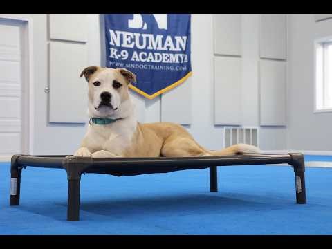 Jack (Staffordshire Terrier Mix) Boot Camp Dog Training Video Demonstration