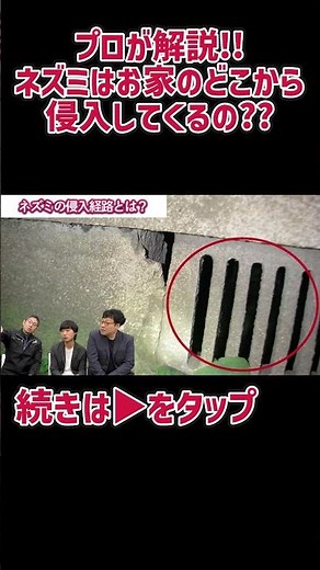 Where do mice come from in your home? #Exterminator