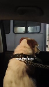 504K views · 33K reactions | GR4BE DI AKO NAGK4M4LI SA NAHANAP KONG BAG0NG MOMMY NI PRINCE.NALULUH4 AKO SA TUWA #follower #everyone | Voice of the paws | Facebook