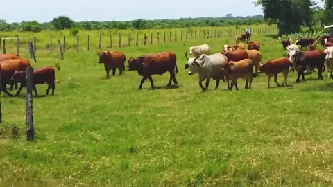 Incredible Process Behind Pig Farming and Meat Processing