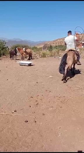 Horses and Dog Play in Beautiful Rural Setting