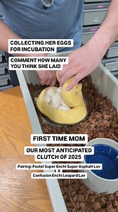 Collecting a GAME-CHANGING clutch of Ball Python EGGS😍 | BALLS of FURY