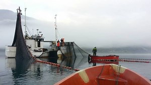 Bli med på eventyrleg brislingfiske