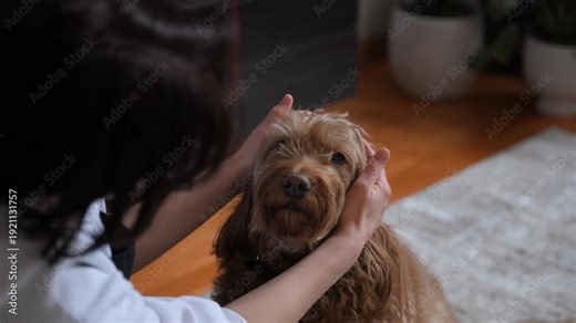 Woman gently petting cute fluffy labradoodle dog at home, caring owner bonding with domestic pet indoors.