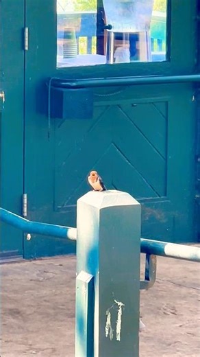 Barn Swallow Singing in the Mountains #shorts #birds #bird #birdsounds #animals #wildlife #nature