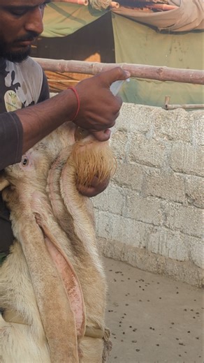 Big goat ghee feeding #thebrosfarm