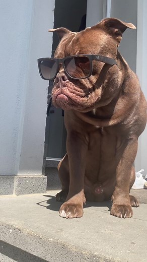 Adorable Brown Dog's Adventures in Nature