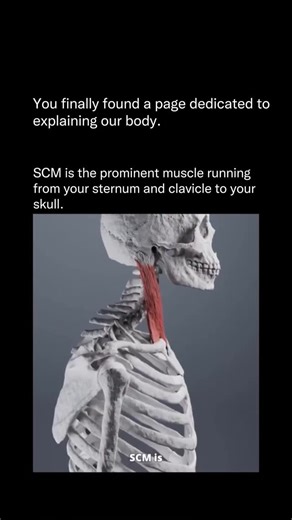 Explaining Our Body on Instagram: "The Sternocleidomastoid (SCM) is one of the most important and overlooked muscles in your entire upper body. Running from your sternum and clavicle all the way up to the base of your skull, this powerful muscle is responsible for some of the most essential movements you make every day — turning your head, tilting your neck, stabilizing your posture, and helping you stay balanced. Whether you’re driving, checking your phone, stretching, or simply looking around,