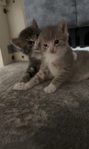 Gatos divertidos y adorables en acción