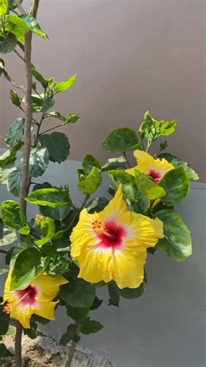 how to grow hibiscus flowers in my garden video#viralvideo #shortvideo #trendingshorts