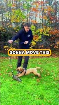 This is a must watch if you physically struggle to play with your cockapoo