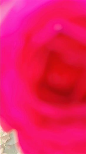 Rose garden my home #nonflowers #highlights#virelshorts