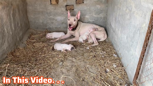 Complete Video k liy YouTube Channel👇 Pets Lover in Punjab | Pets Lover in Punjab