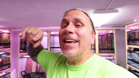 Turning a Bare Room Into a Living Gecko Habitat