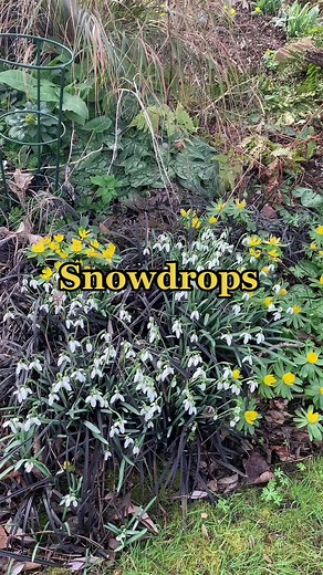 Snowdrops #garden #winter #snowdrops