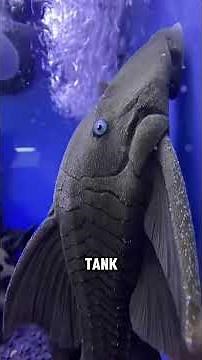 Why plecos are actually monsters in disguise #aquariumhobby #fishkeeper