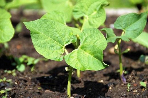 When to Transplant Bean Seedlings | Fertilizer Pick