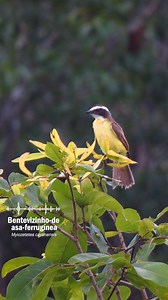 O bem-te-vi é comum nas cidades, enquanto o neinei, mais tímido, vive nas copas das árvores. O bem-te-vi-rajado habita matas e parques, e o bem-te-vi-pequeno está nas florestas úmidas. Já os bentevizinhos são menores e vivem perto de água. A cambacica, embora pareça um filhote de bem-te-vi, é diferente, com bico curvo e adora néctar. #BemTeVi #AvesDoBrasil #PlanetaDasAves | Planeta Aves