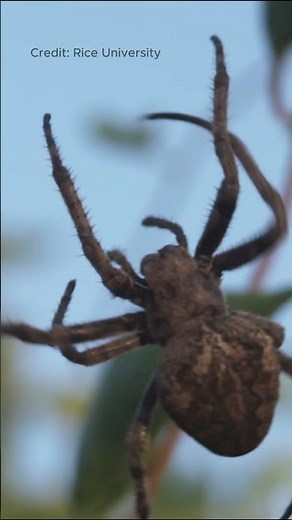Scientist Turn Dead Spiders Into Real-Life Robot Claws