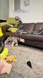 202605 Miniature Schnauzer Post-Bath Chaos Caught on Camera! 🛁😂 (The Ultimate Sofa/Carpet Rub)