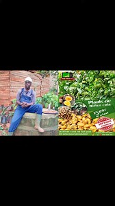 4K views · 76 reactions | La culture du Safran peut vous rendre multimillionnaire en Afrique mais commencez par le bitter cola #agriculture #millionaire #safran | Agrituto TV | Facebook