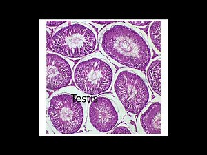 Histology of Testis Slide Identification