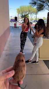 4.3K views · 57 reactions | Fake mouse prank | Stacy Wind | Facebook