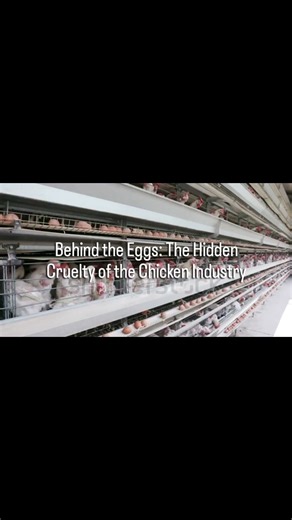 chicken and egg industry:the hidden truth,#save animals #save earth 🌍#short