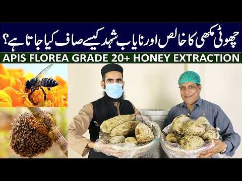 The Truth About Berry Wala Shehad 🍯 | Rare Honey of Apis florea | Attock Pakistan
