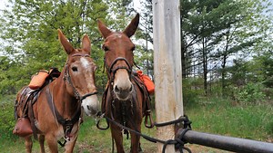 Trail riding with mules: A Minnesota club bucks myths