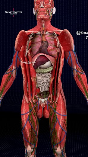 1.3M views · 9.5K reactions | The Hidden World Beneath Your Skin ⚡ ....