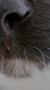 Pixel Gun 3D on Reels